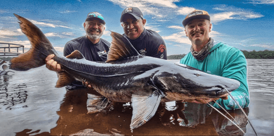 Species Guide featured image - Amazon Fish Species