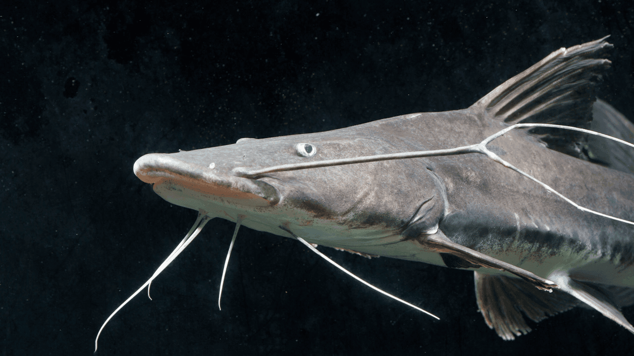 Goliath Catfish (Piraíba) - Amazon freshwater fish species for sport fishing