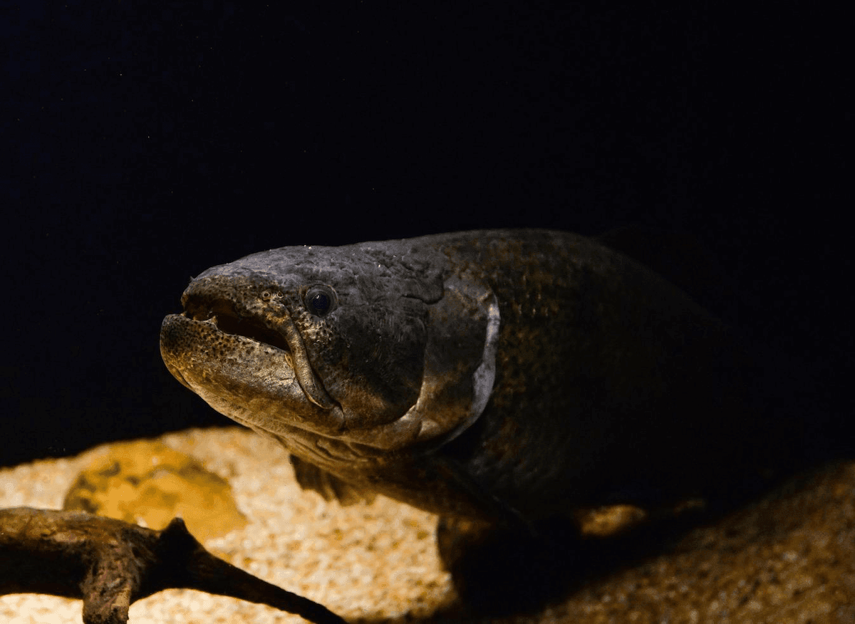 Traíra (Wolf Fish) - Amazon freshwater fish species for sport fishing