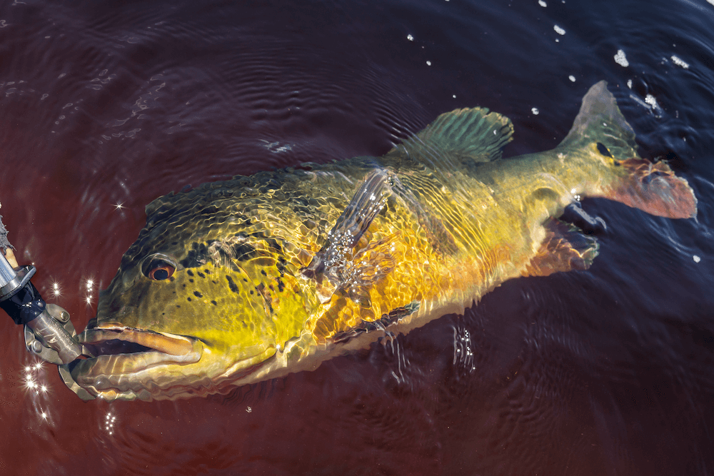 Travel insurance icon - Amazon fishing trip insurance coverage