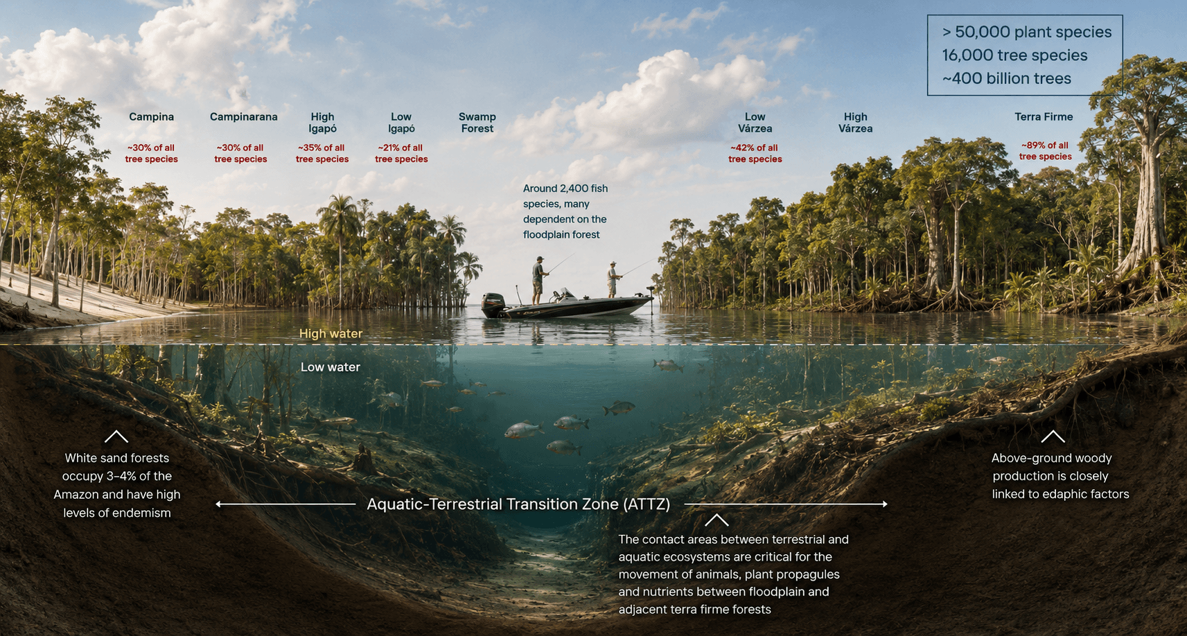 Detailed diagram showing water level vegetation zones