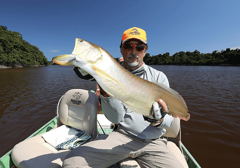 Silver Arowana