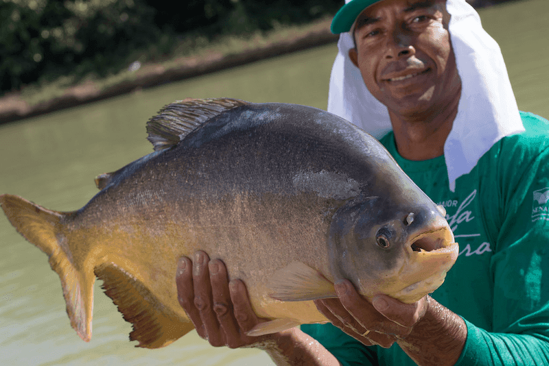 Pacu Image