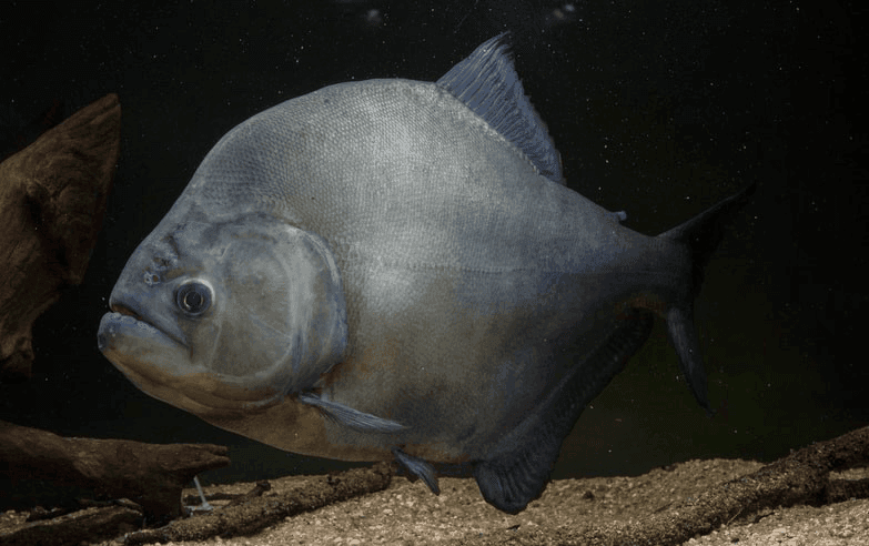 Black Piranha