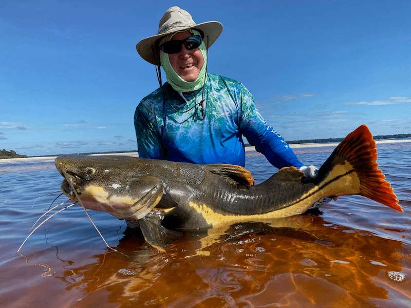 Redtail Catfish
