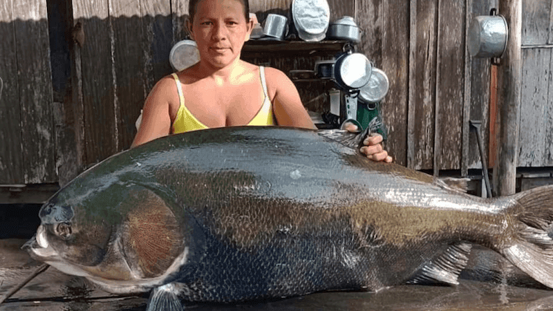 Tambaqui Cultural Significance