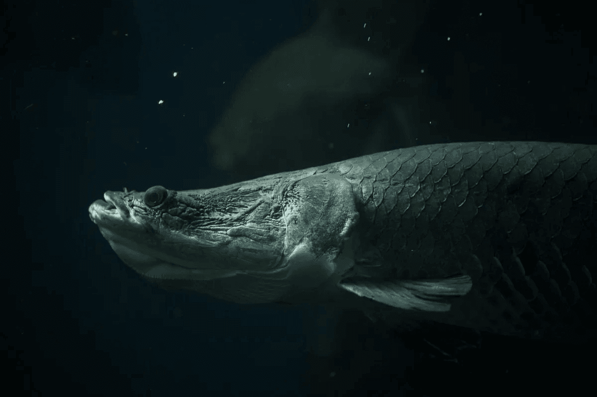 Giant Arapaima hero image