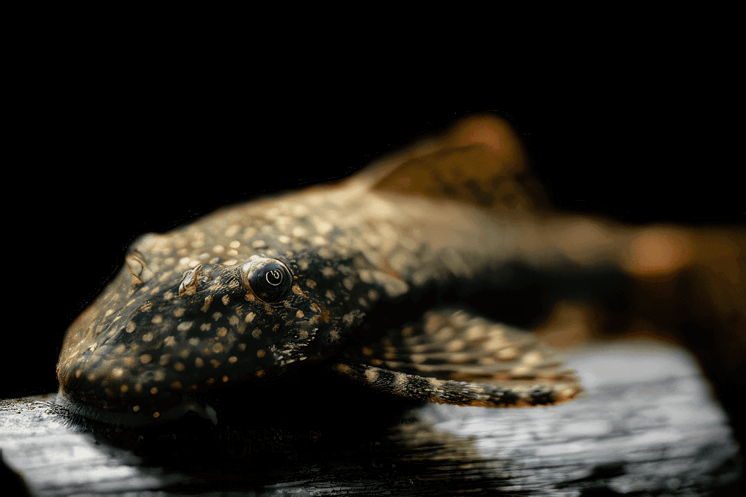 Plecostomus hero image