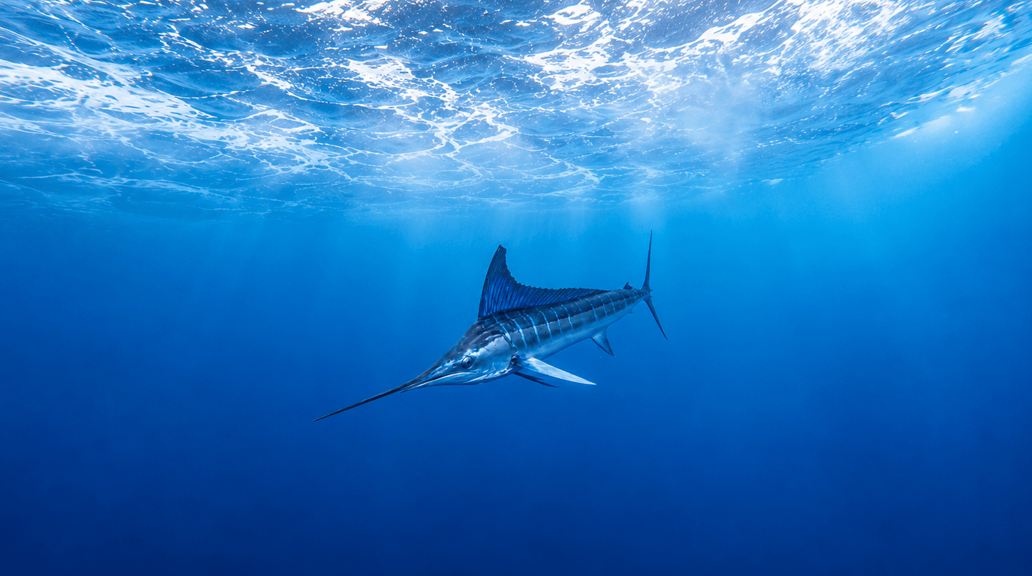 Galapagos Islands fishing expedition background