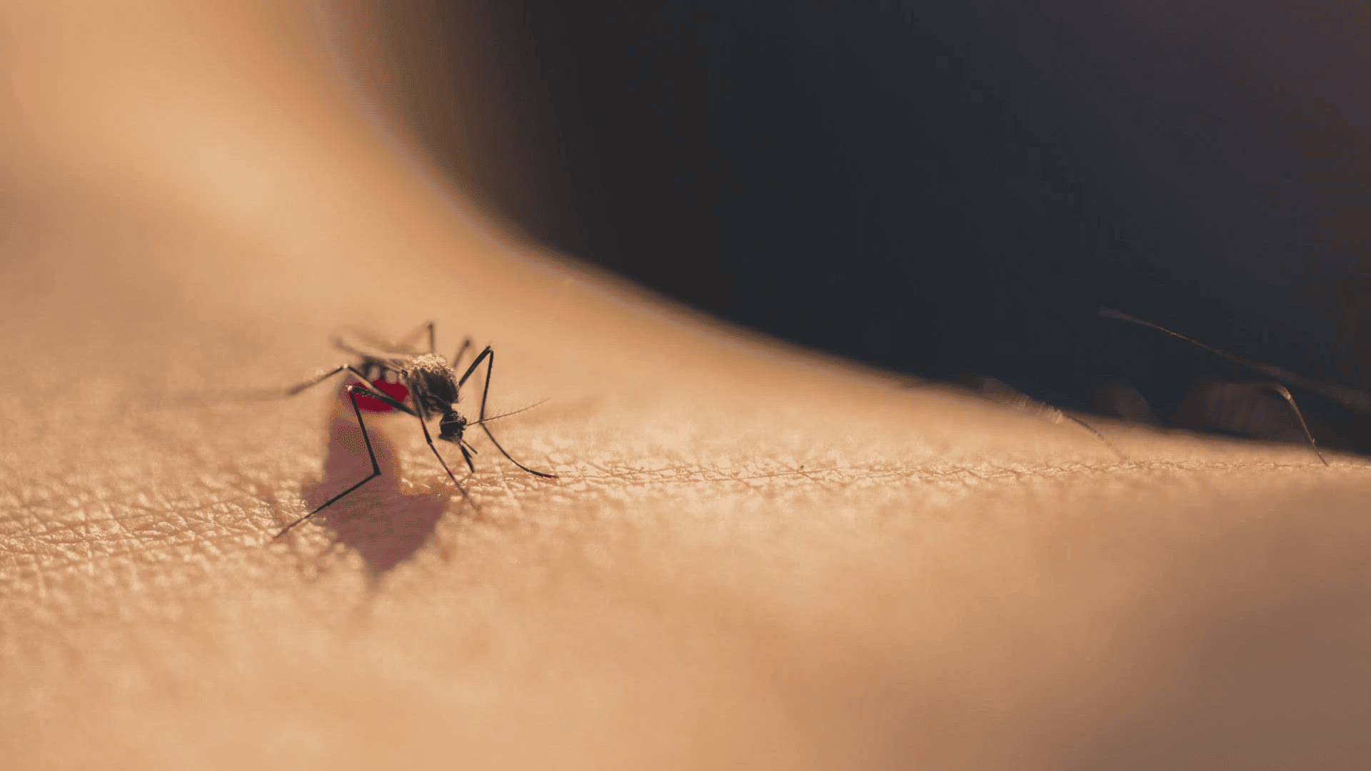 Comprehensive mosquito and insect protection guide for Amazon fishing