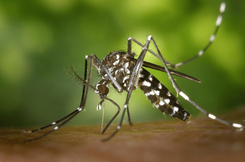 Mosquito populations and habitats in the Amazon