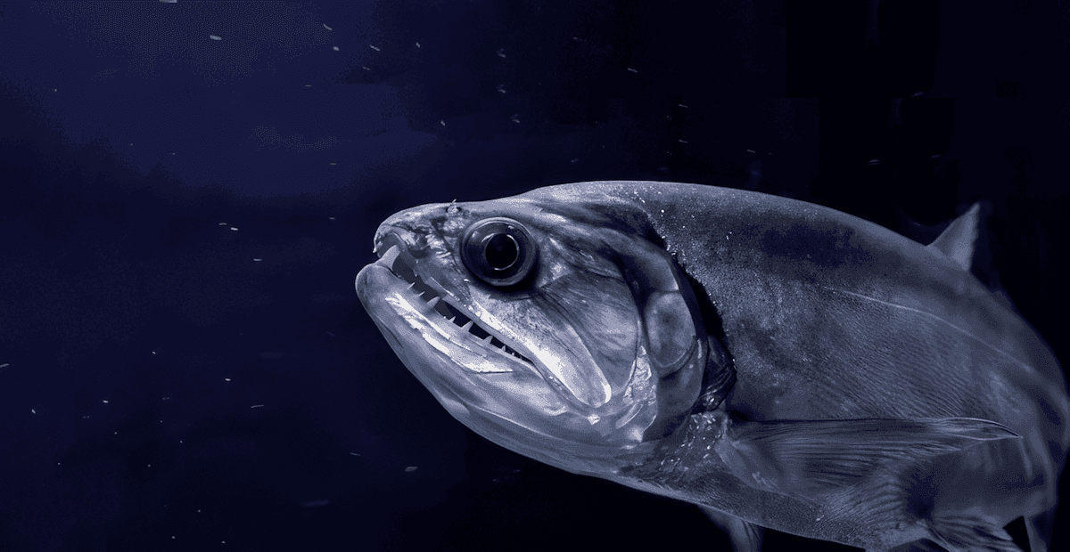 Vampire Fish hero image