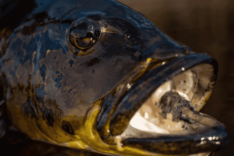 Various structure types where peacock bass are found