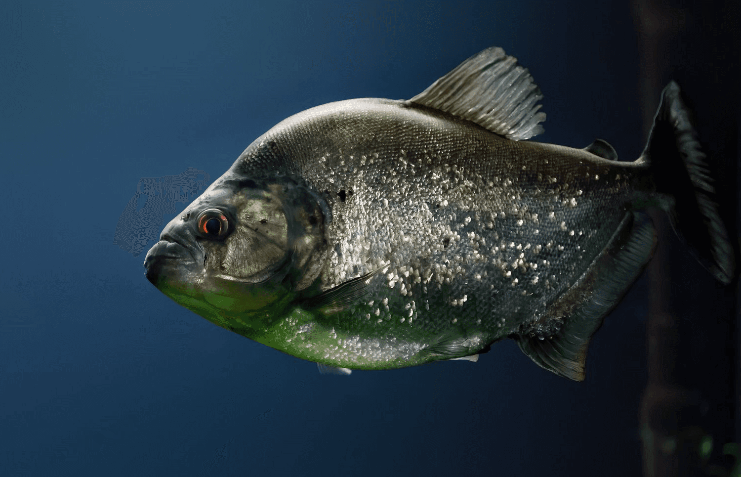 Piranha Species hero image
