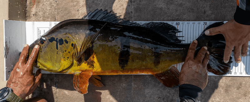 Guide to targeting Peacock Bass in their natural habitat