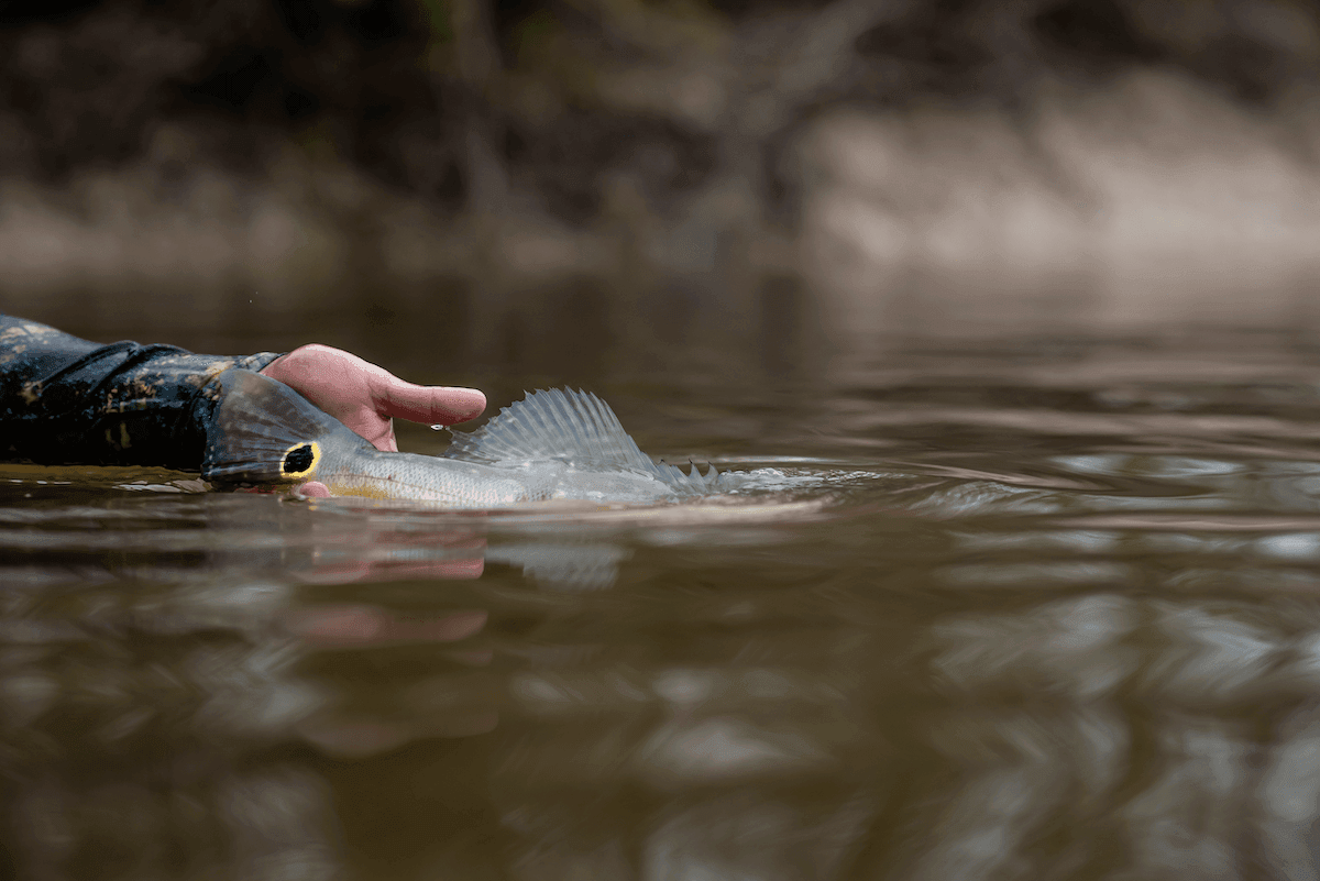 Amazon river water levels and fishing conditions guide