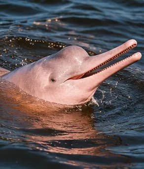 Pink Dolphins