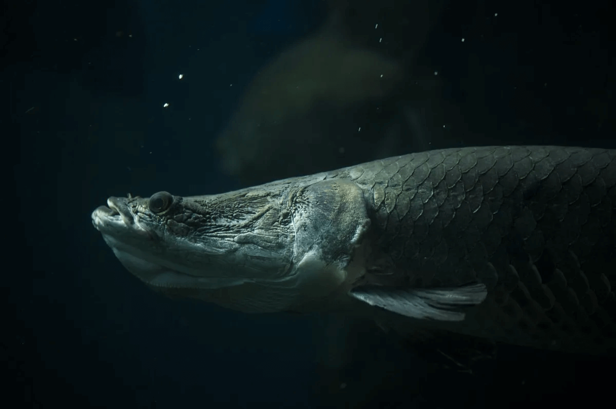 Arapaima Fishing Guide